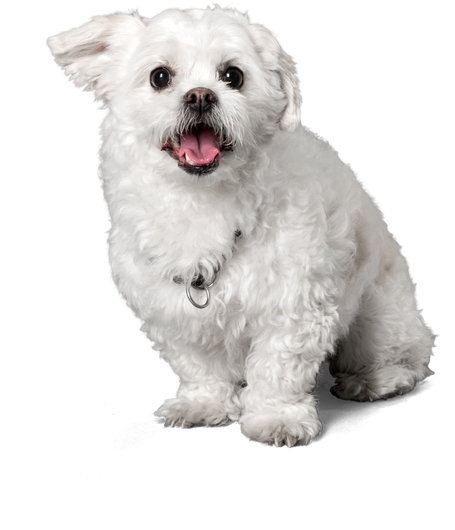 Small white dog